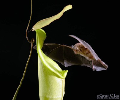 Hardwicke's woolly bat approaches the Nepenthes hemsleyana pitcher plant.